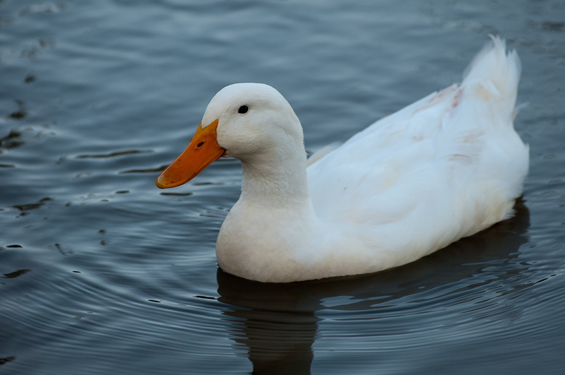 netobjects-295~sr_2159